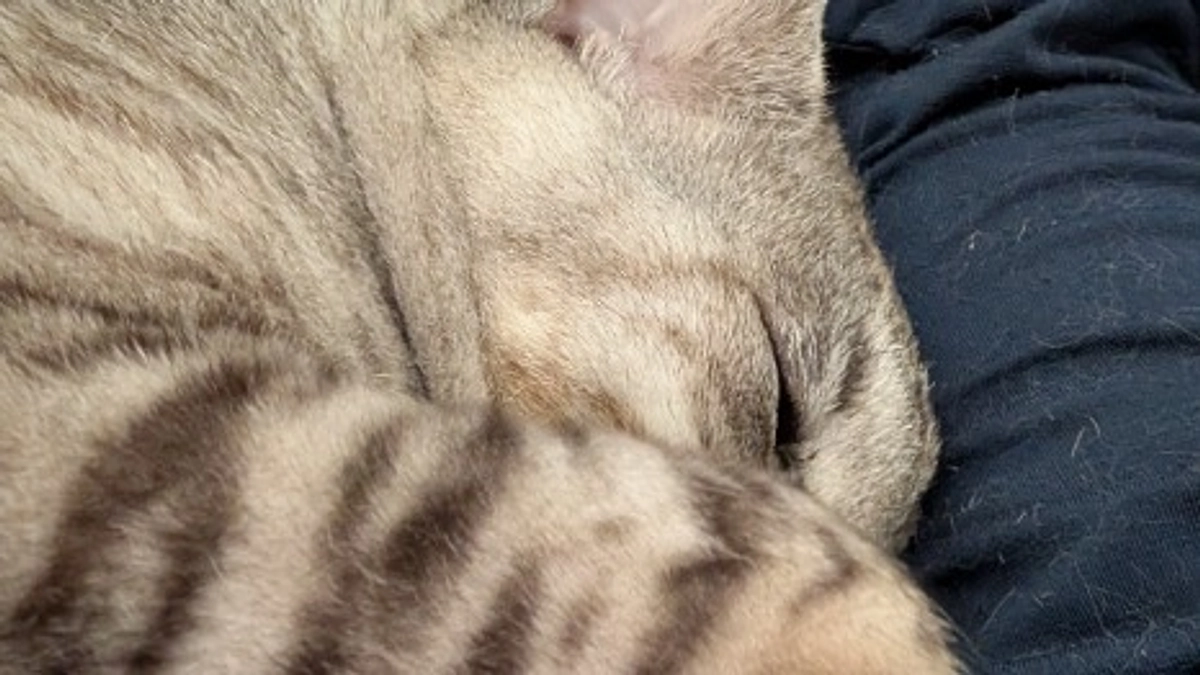 今朝のルーチェ