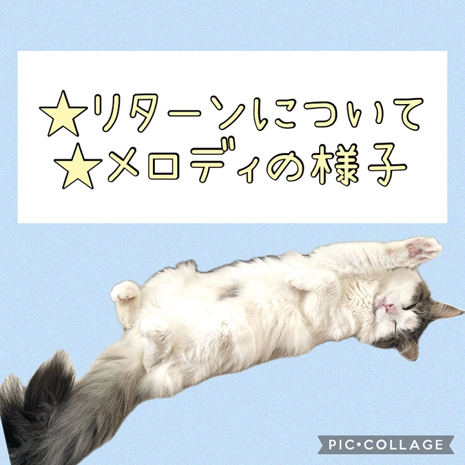 リターンについて・メロディの様子🐈