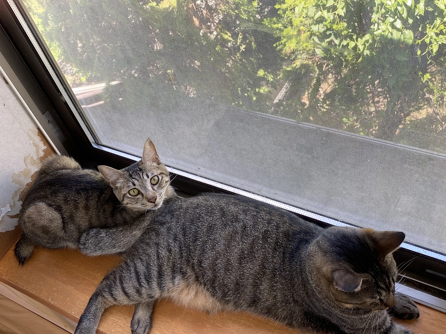 8月10日　腎臓の数値が、、、