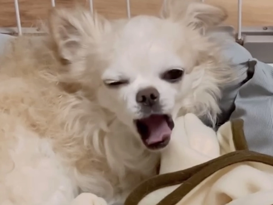 ご飯を変えたらいつもよりは食べてくれました…。。