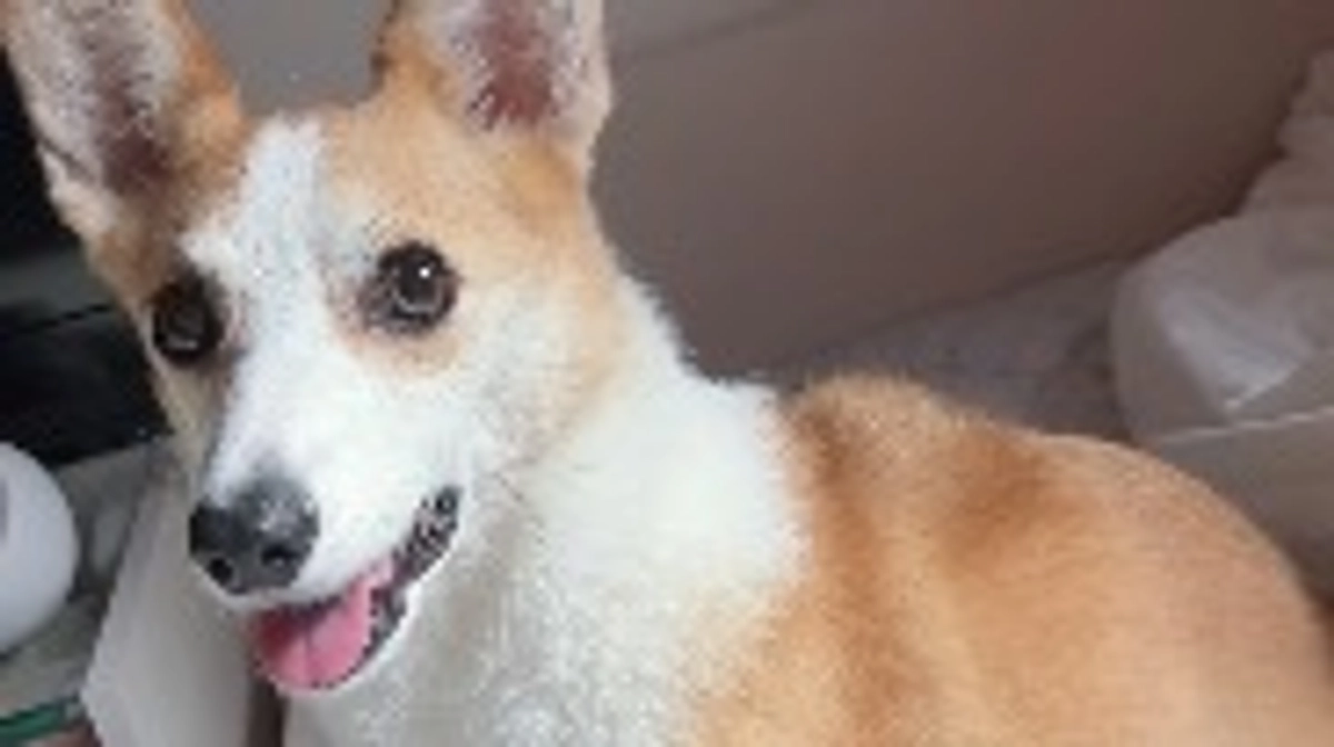 今日は抗がん剤4回目の予定でしたが延期になりました😢