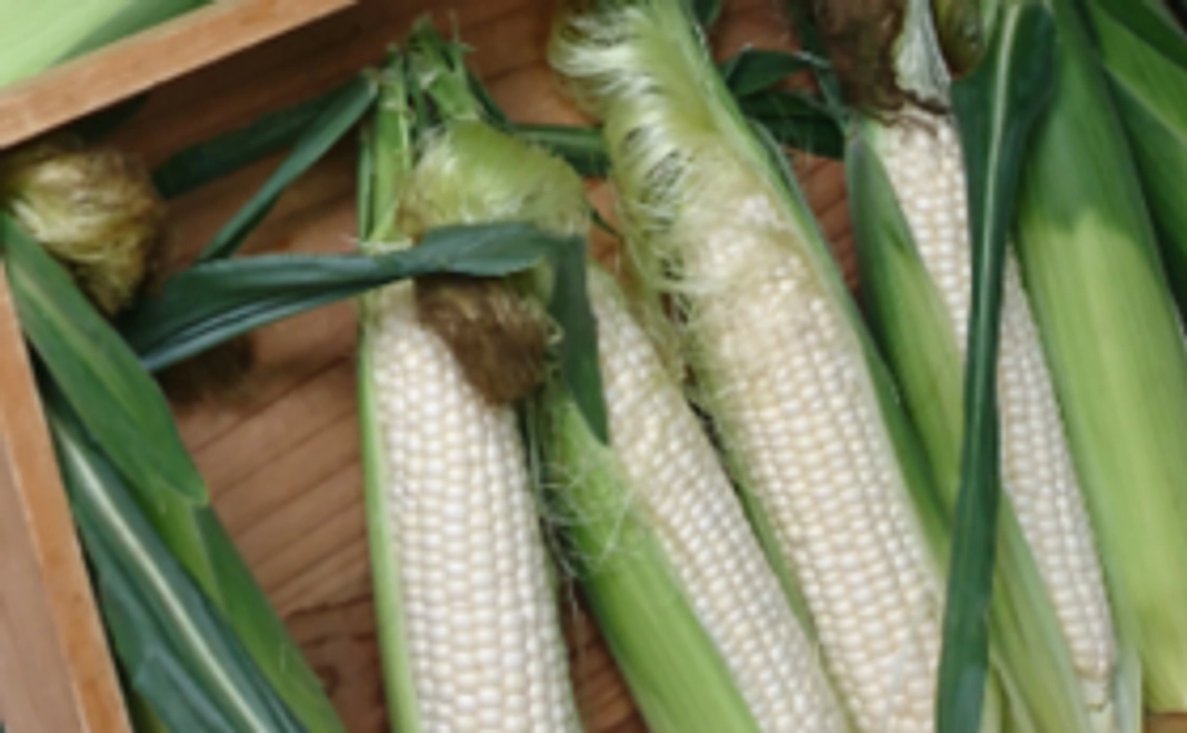 【食べて応援！150人限定】白いとうもろこしピュアホワイト5本コース