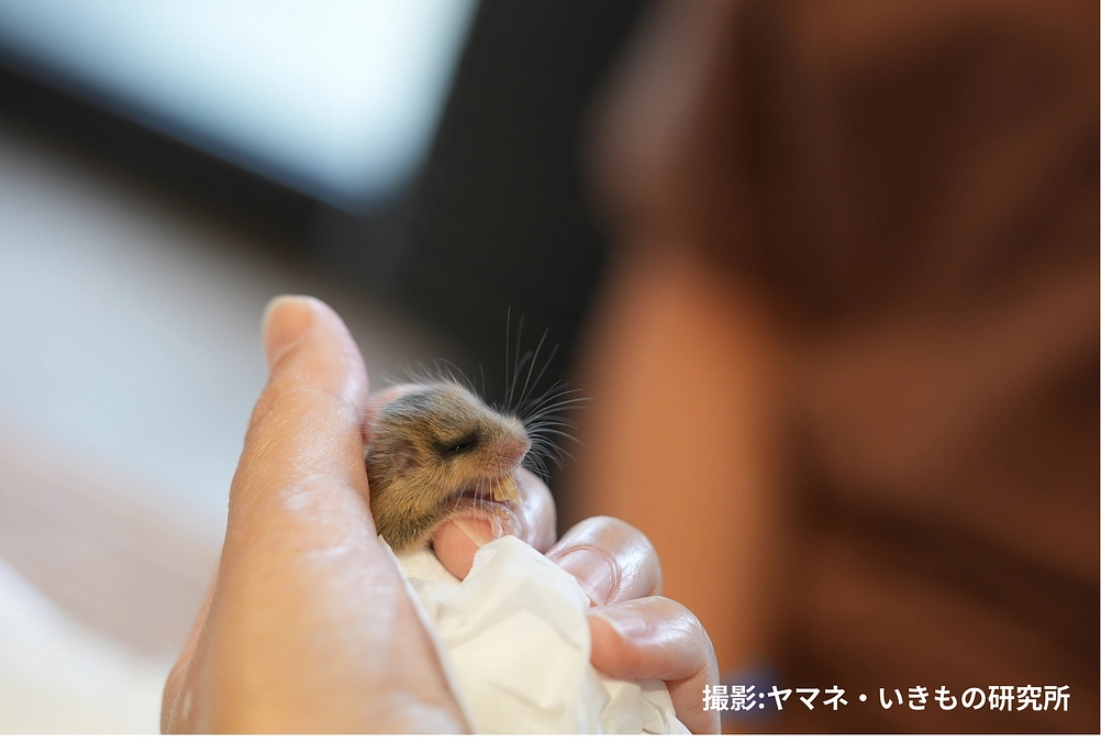 🌿ヤマネ保育日誌①と活動のご報告 🌿