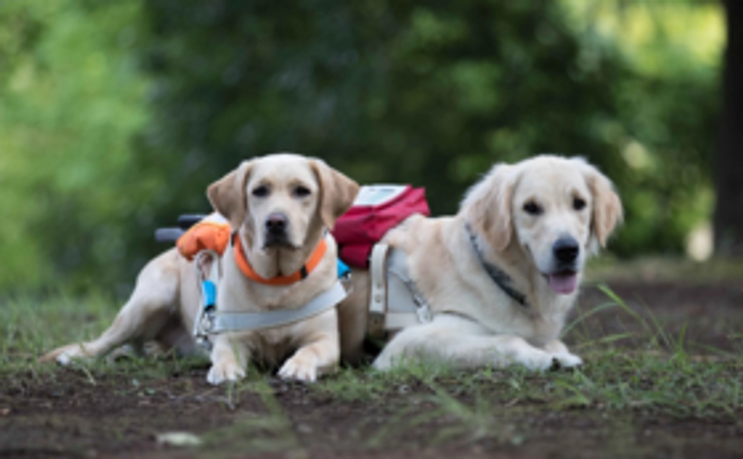 盲導犬ユーザーさんからの「ありがとう」
