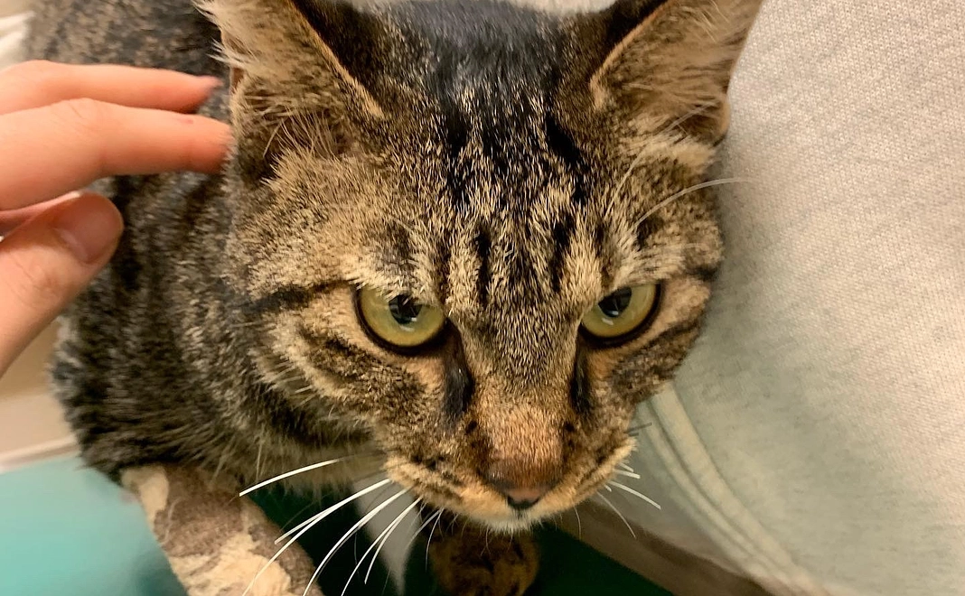 ご支援2,000円(システム手数料220円含)プラン