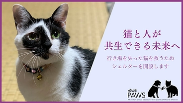 行き場を失った猫を救うため。安心して過ごせる施設を佐渡島に作りたい のトップ画像