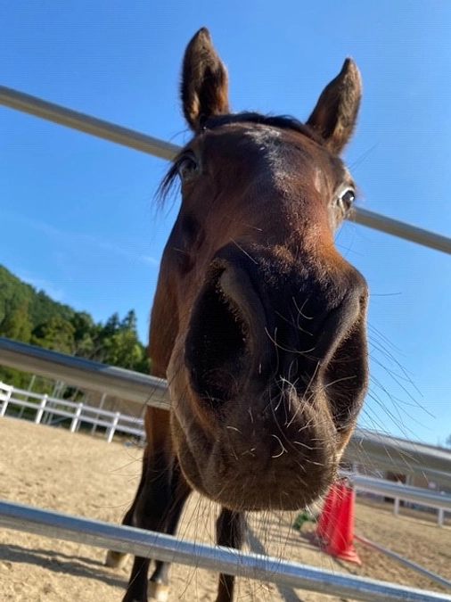 アヴニールファームにはどんな馬がいるの？part３