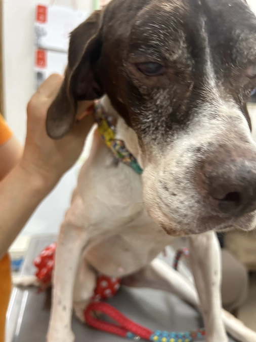 看取りボランティア4号　ロッちゃんの受診しました。