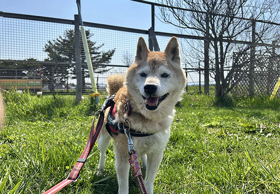 穏やかな時が流れますように　柴犬の梅　