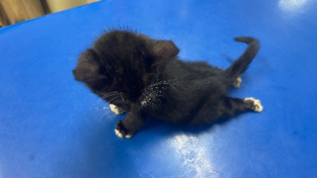 ＬＹＳＴＡ通信　Ｒ７年１０月