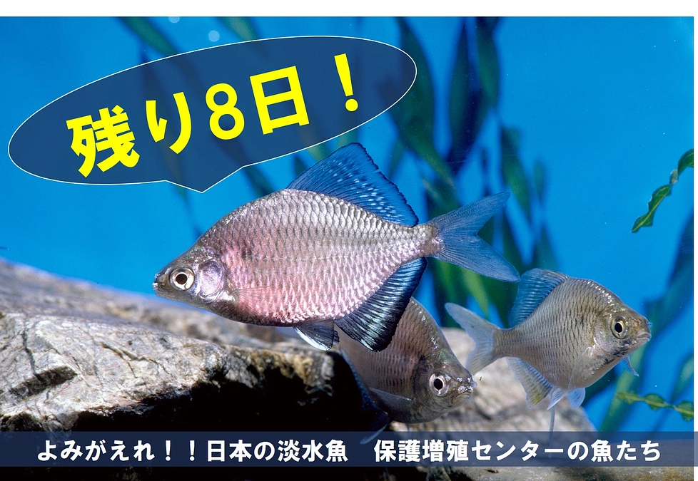 保護増殖センターの魚たち②【クラファン終了まで残り8日】