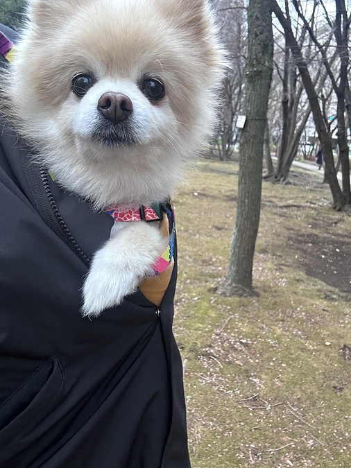 19/59 ☆ 手術したい理由