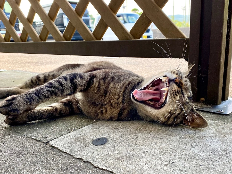 ファミオの悲劇と、新たな命を救うための挑戦