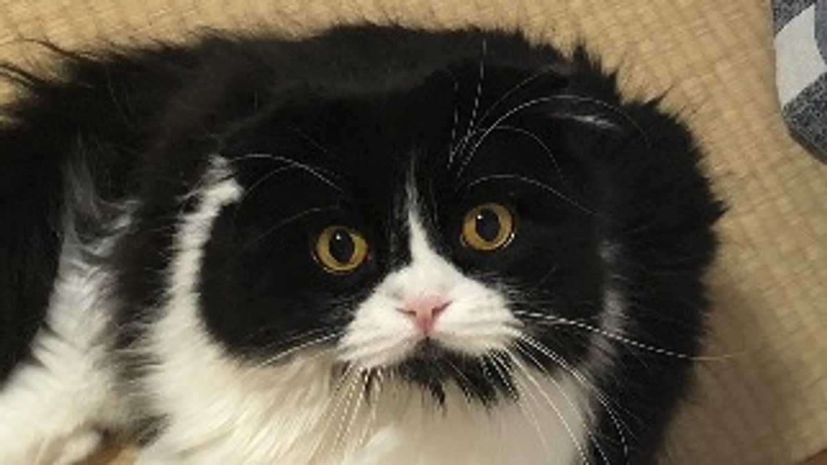 ししゃものキーホルダーを作りました。