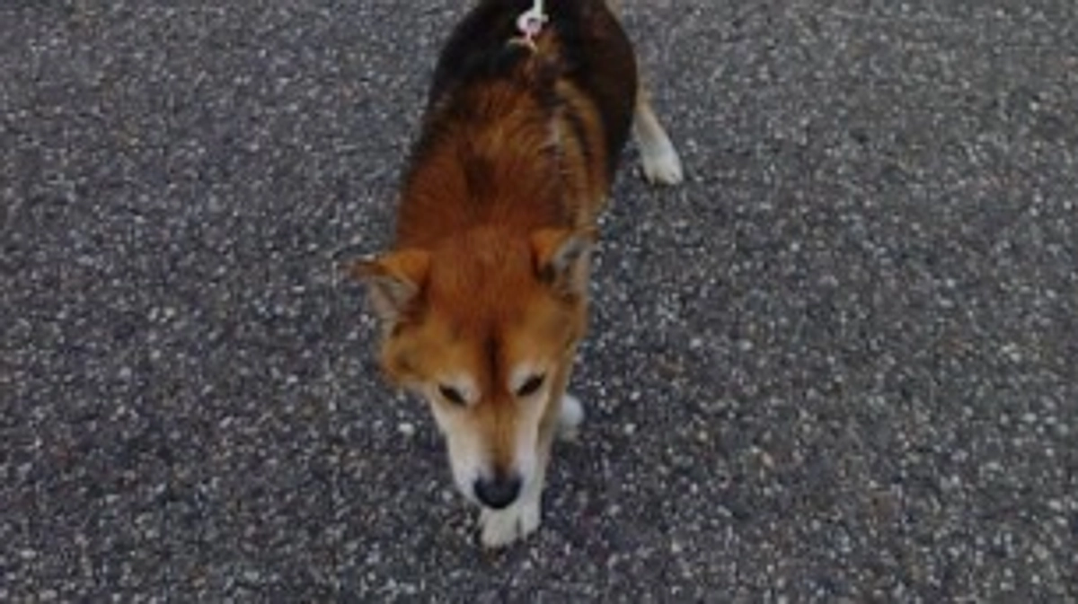 ボランティアさんとのお散歩