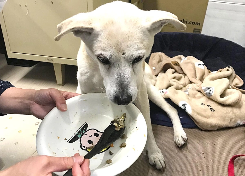 高齢犬のサポートは食事の介助などがとても大変です