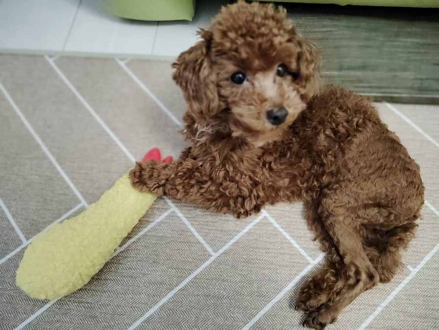 ロッキーが治療後にやりたいこと