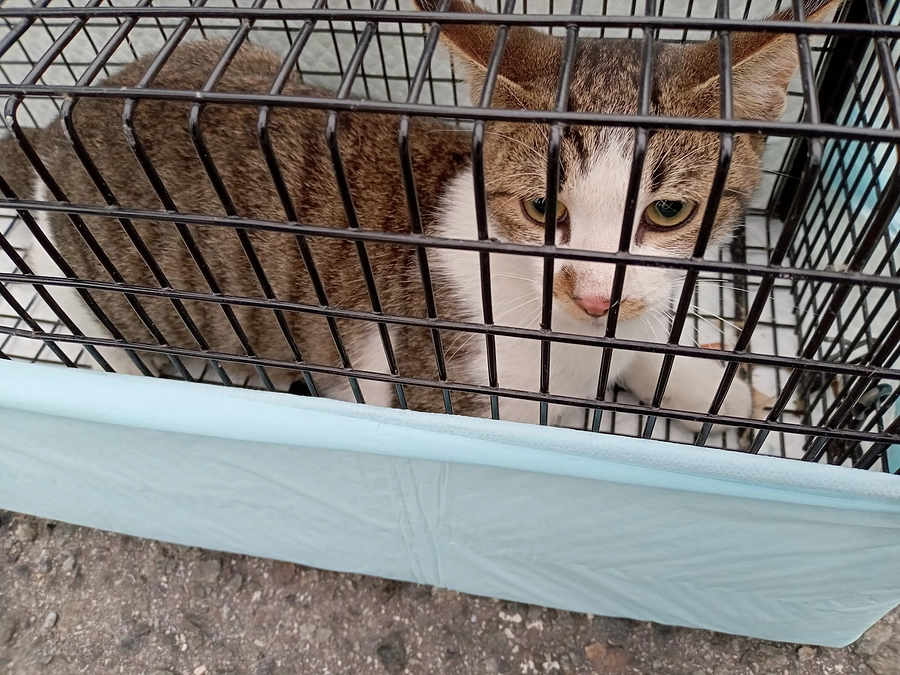 ＴＮＲを行いました。