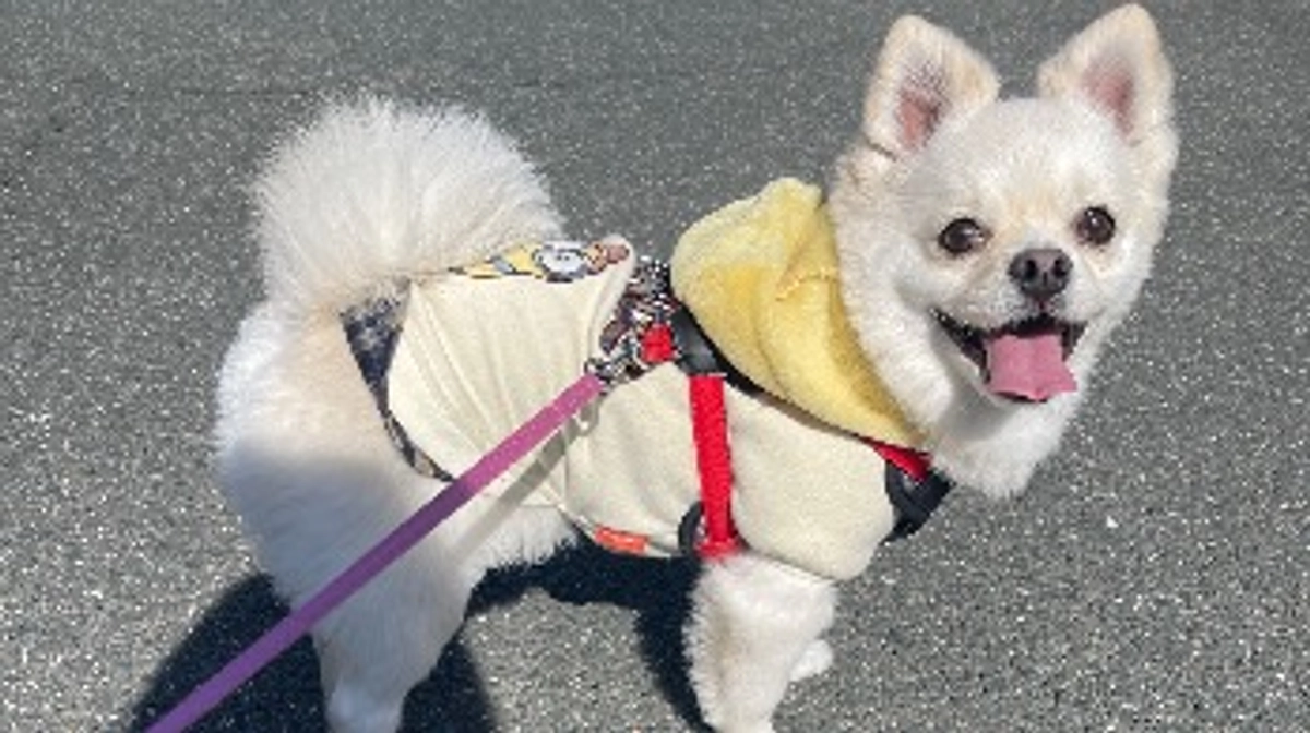 🆘🆘カウンドダウン開始🆘🆘