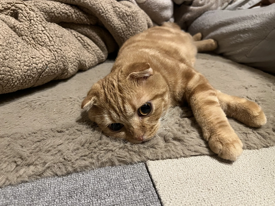 だらけきった猫ふう