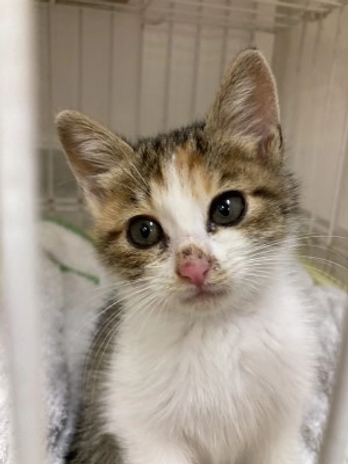 【応援メッセージ】　麻弓様　｜　シェルターの猫たち