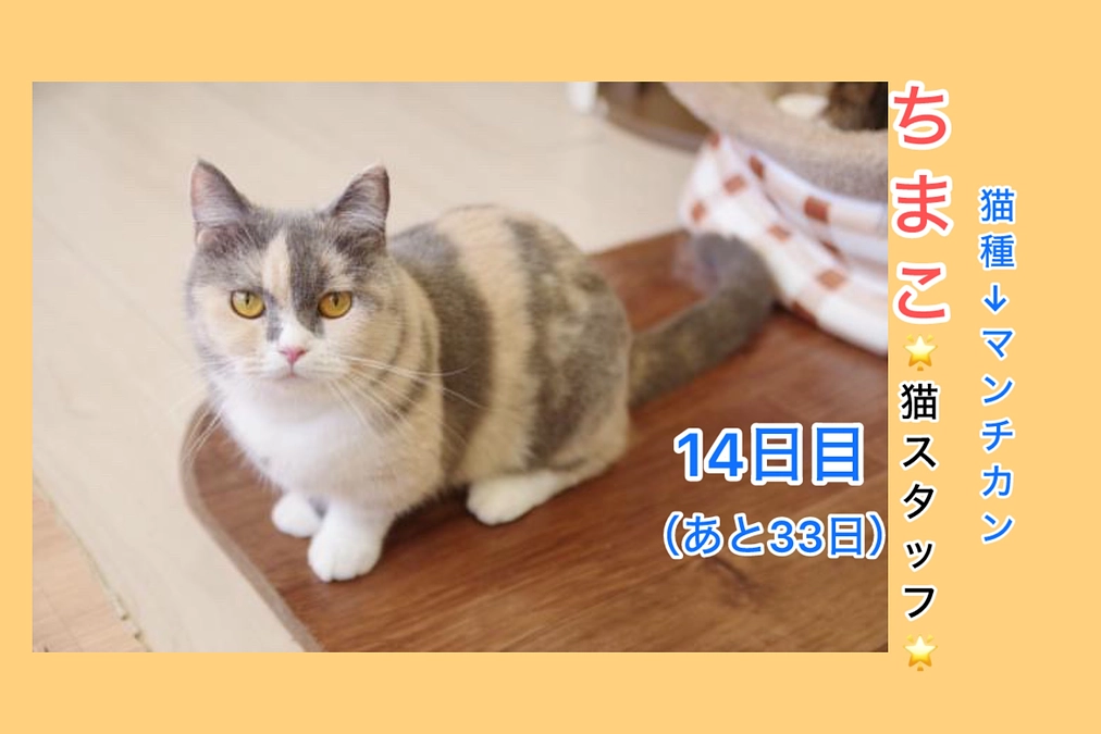 里親さん募集中の猫たち　其の6（2/26  14日目）