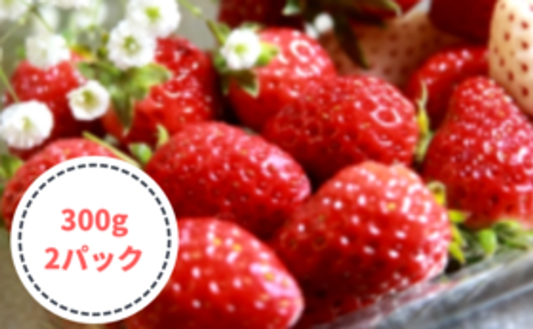 初めて収穫する甘いイチゴセット