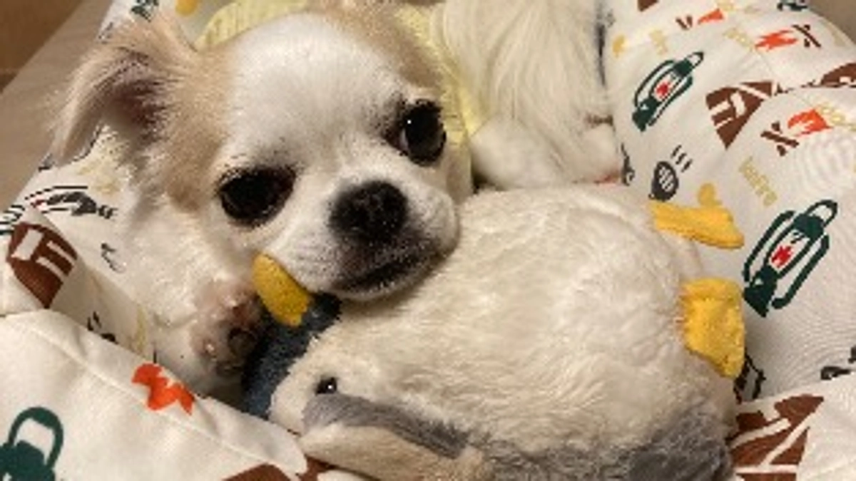 残り7日　達成率65%