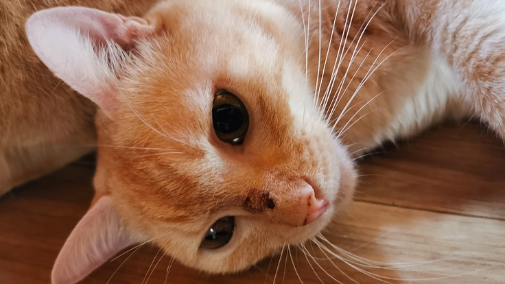 漏斗胸の手術で皆様につないでもらった命！リンパ腫と闘って生きたい!