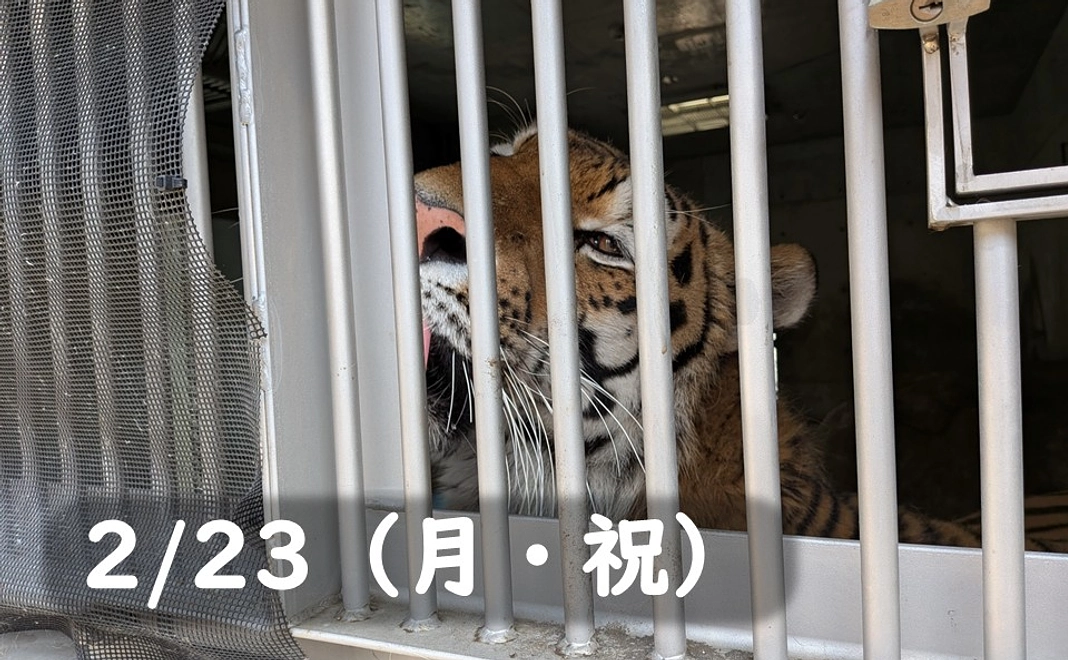 【2/23(月・祝)】間近でショウヘイ!もぐもぐタイム