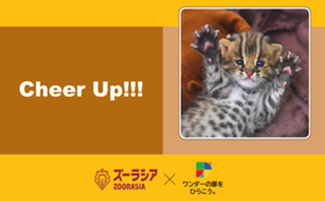 ツシマヤマネコ「ひいちゃん」の誕生記念コース