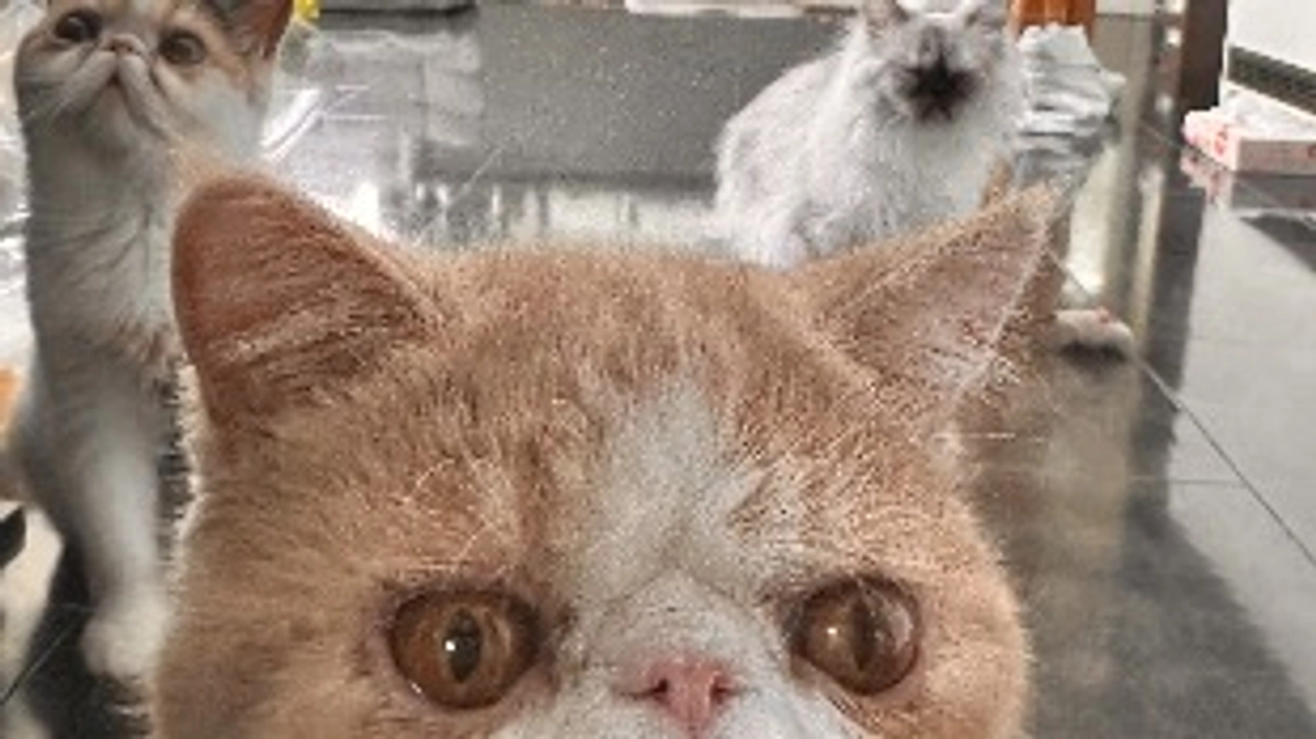 わさびの応援隊④