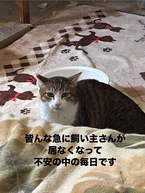 【残り6日】深刻な高齢化問題から猫を救うために、皆さまの力をもう一度お貸しください。
