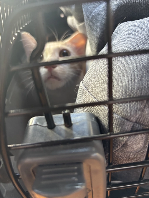 活動報告③顎のワイヤー除去と去勢手術