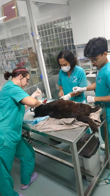 郊外に住む飼い主からの要請で、重症の「ピン」を急遽病院へ