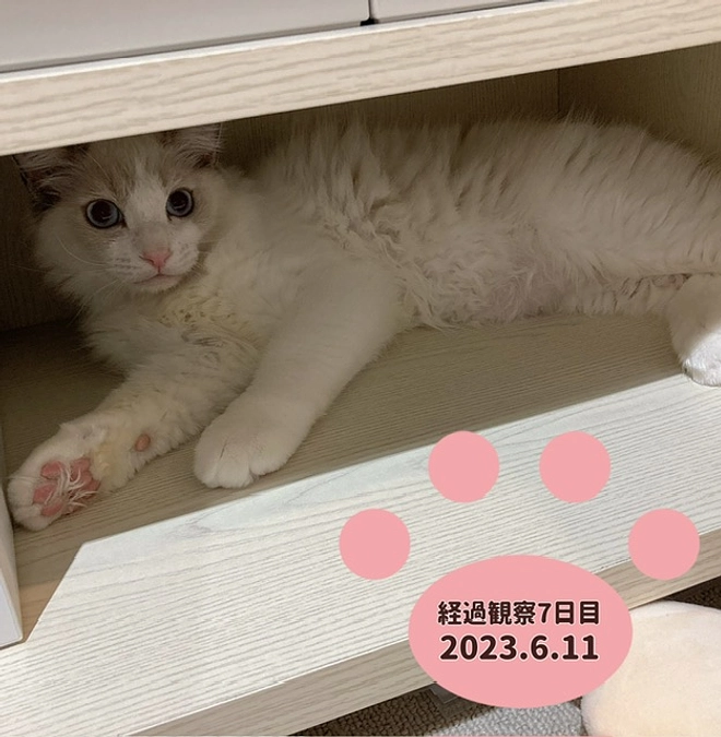 経過観察7日目(2023.6.11)