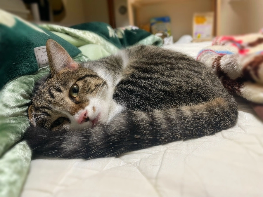 最近のしおくん④