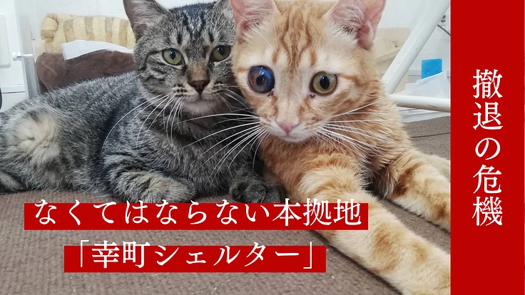 【次世代に引き継がれる本拠地】保護動物に安心安全な棲家を購入したい