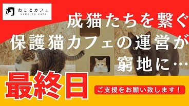 【存続に力を…！】チャンスが少ない成猫たちの保護猫カフェの再挑戦 のトップ画像