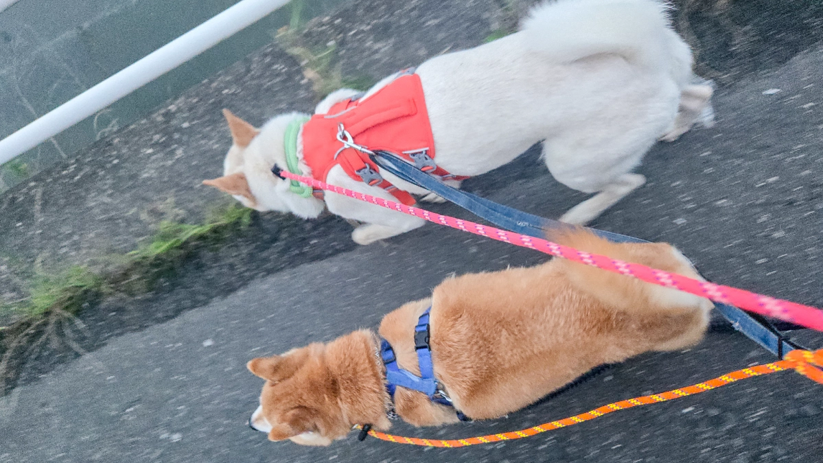 お盆だからこそ考えたい、愛犬との未来のこと