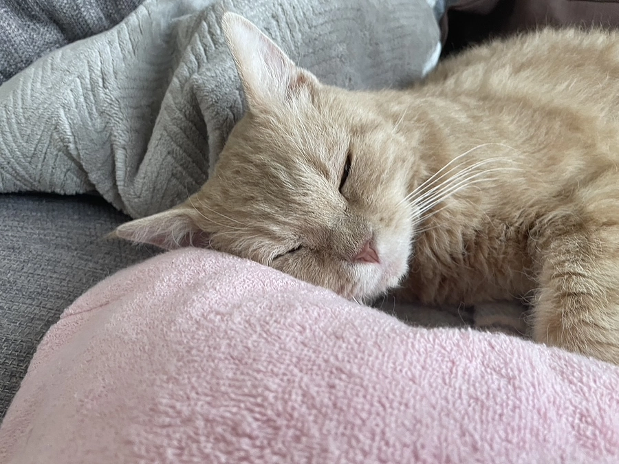 どうかどうかご支援をお待ちしております