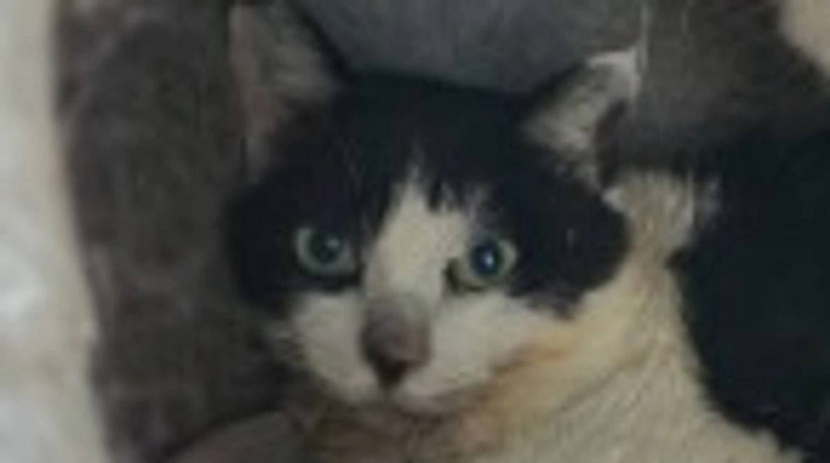 今日のマリア🐱