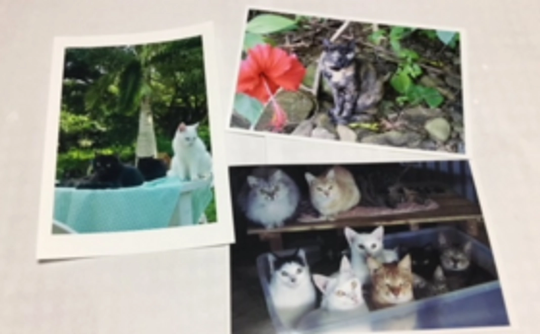 石垣島の猫たちのポストカード３枚セット