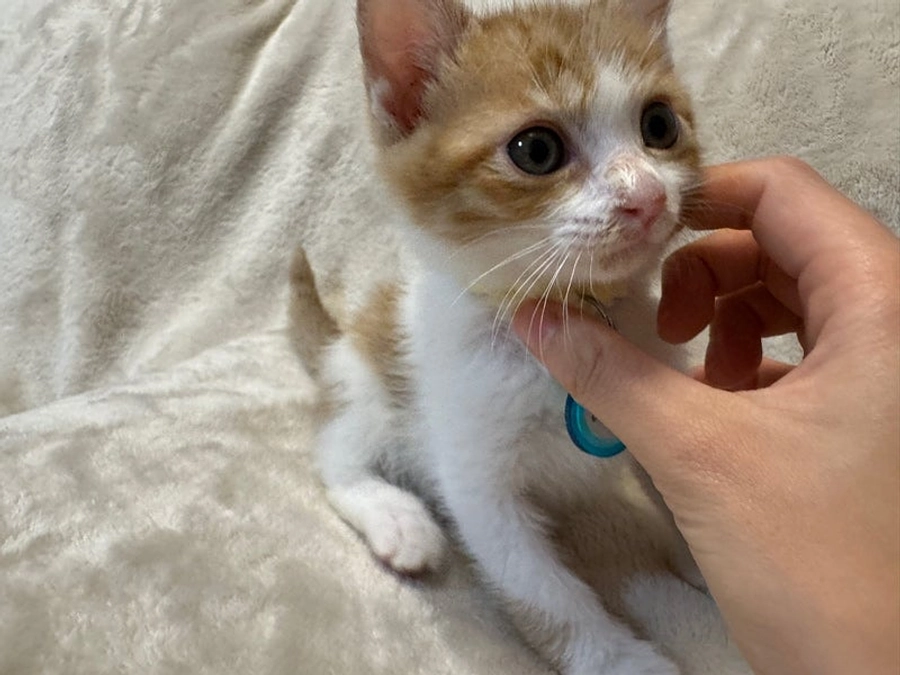 能登半島から保護したのと君お空へお引越ししました