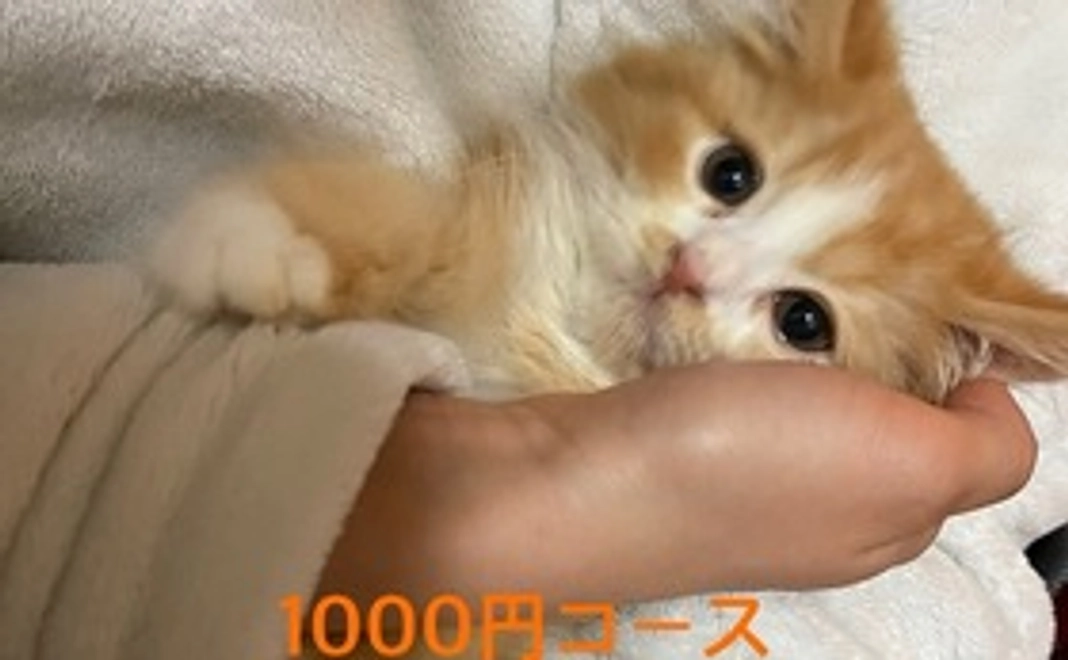 キュル応援1000円