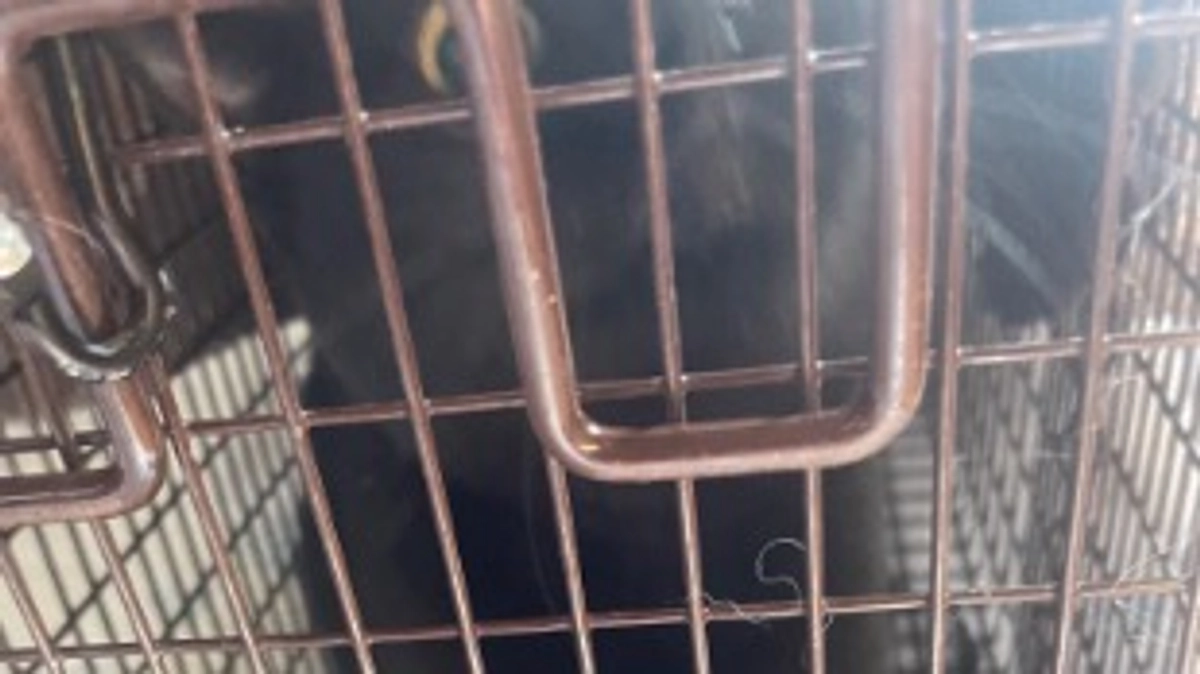 予定外の子が捕まりましたが良かったです。