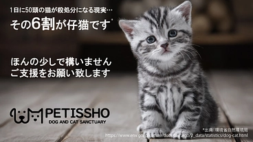 動物愛護の啓発、犬猫保護や地域猫活動にご協力ください のトップ画像