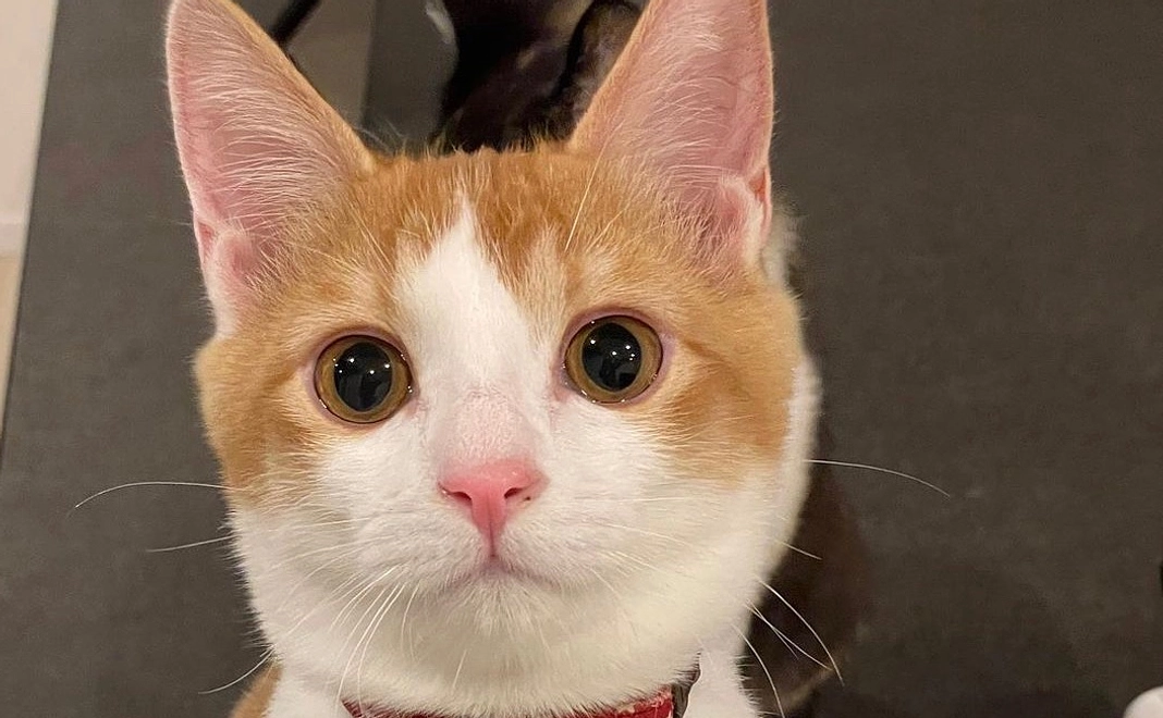 そらくんコース(リターン有)