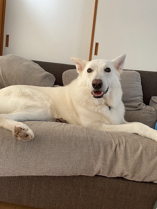 代理支援頂きました。