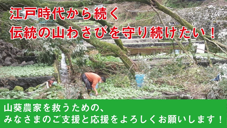 江戸時代から続く伝統の山わさびを守り続けたい!
